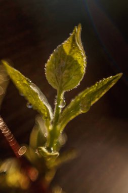 Damla yağmur suyu yeşil yaprakları güneşte parlıyor. İlham verici doğal çiçek bahar ya da yaz bahçe veya park yumuşak güneş ışığı ve bulanık bokeh arka plan altında. Ekoloji taze doğa manzara duvar kağıdı