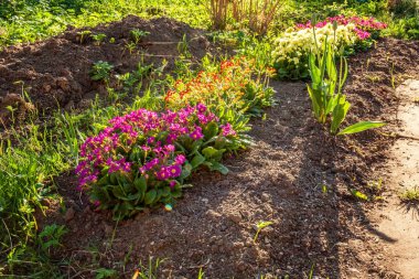 Pembe çiçekli çuha çiçeği Primula. İlham verici doğal çiçek bahar ya da yaz çiçek Bahçe veya park yumuşak güneş ışığı ve bulanık bokeh arka plan altında. Renkli çiçek açan ekoloji doğa manzara