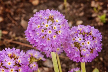 Mor çiçekli çuha çiçeği Primula. İlham verici doğal çiçek bahar ya da yaz çiçek Bahçe veya park yumuşak güneş ışığı ve bulanık bokeh arka plan altında. Renkli çiçek açan ekoloji doğa manzara
