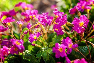 Pembe çiçekli çuha çiçeği Primula. İlham verici doğal çiçek bahar ya da yaz çiçek Bahçe veya park yumuşak güneş ışığı ve bulanık bokeh arka plan altında. Renkli çiçek açan ekoloji doğa manzara