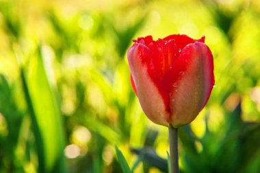Çiçek tomurcukları için çiçek kırmızı lale Başlat. İlham verici doğal çiçek bahar ya da yaz çiçek Bahçe veya park yumuşak güneş ışığı ve bulanık bokeh arka plan altında. Renkli çiçek açan ekoloji doğa manzara