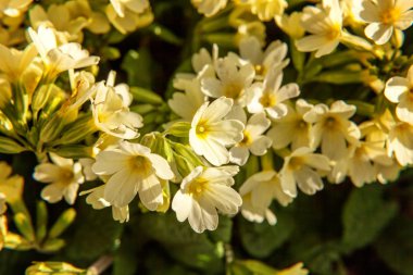 Çuha çiçeği - Primula vulgaris küçük kayalar yaprakları çöp arasında sarı çiçekli bahar bitki veya bahçe Yaz
