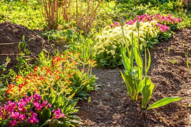 Pembe çiçekli çuha çiçeği Primula. İlham verici doğal çiçek bahar ya da yaz çiçek Bahçe veya park yumuşak güneş ışığı ve bulanık bokeh arka plan altında. Renkli çiçek açan ekoloji doğa manzara