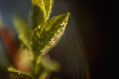 Damla yağmur suyu yeşil yaprakları güneşte parlıyor. İlham verici doğal çiçek bahar ya da yaz bahçe veya park yumuşak güneş ışığı ve bulanık bokeh arka plan altında. Ekoloji taze doğa manzara duvar kağıdı