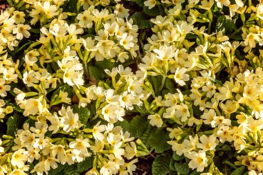 Primrose - Primula vulgaris Small plant with yellow flowers among rocks leaves litter in the spring or summer garden clipart