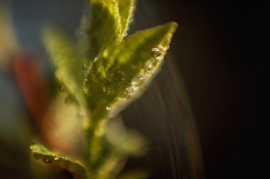 Damla yağmur suyu yeşil yaprakları güneşte parlıyor. İlham verici doğal çiçek bahar ya da yaz bahçe veya park yumuşak güneş ışığı ve bulanık bokeh arka plan altında. Ekoloji taze doğa manzara duvar kağıdı