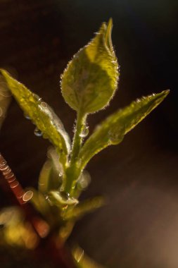 Damla yağmur suyu yeşil yaprakları güneşte parlıyor. İlham verici doğal çiçek bahar ya da yaz bahçe veya park yumuşak güneş ışığı ve bulanık bokeh arka plan altında. Ekoloji taze doğa manzara duvar kağıdı