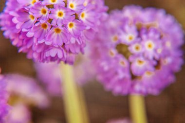 Mor çiçekli çuha çiçeği Primula. İlham verici doğal çiçek bahar ya da yaz çiçek Bahçe veya park yumuşak güneş ışığı ve bulanık bokeh arka plan altında. Renkli çiçek açan ekoloji doğa manzara