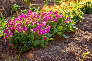 Pembe çiçekli çuha çiçeği Primula. İlham verici doğal çiçek bahar ya da yaz çiçek Bahçe veya park yumuşak güneş ışığı ve bulanık bokeh arka plan altında. Renkli çiçek açan ekoloji doğa manzara