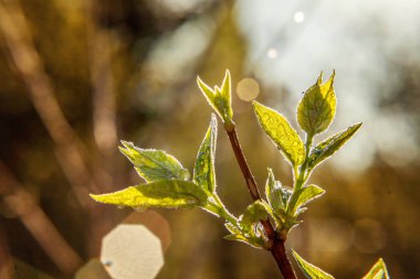 Damla yağmur suyu yeşil yaprakları güneşte parlıyor. İlham verici doğal çiçek bahar ya da yaz bahçe veya park yumuşak güneş ışığı ve bulanık bokeh arka plan altında. Ekoloji taze doğa manzara duvar kağıdı