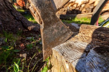 Baltayı güdük bir bıçakla bıçaklanmış. Ahşap sapı ile ax.