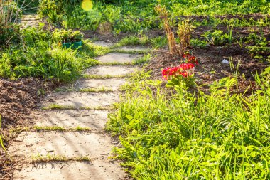 Pembe çiçekli çuha çiçeği Primula. İlham verici doğal çiçek bahar ya da yaz çiçek Bahçe veya park yumuşak güneş ışığı ve bulanık bokeh arka plan altında. Renkli çiçek açan ekoloji doğa manzara