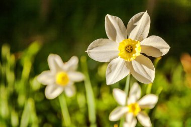 Çiçek açan nergis nergis. Çiçek yatak jonquils bulanık bokeh arka plan ile. İlham verici doğal çiçek bahar ya da yaz çiçek Bahçe veya park. Renkli çiçek açan ekoloji doğa manzara