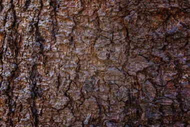 Ağaç kabuğu doku soyut. Doğal ahşap arka plan.