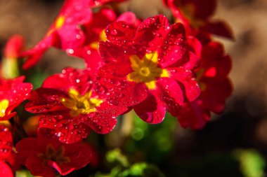 Kırmızı çiçekli çuha çiçeği Primula. İlham verici doğal çiçek bahar ya da yaz çiçek Bahçe veya park yumuşak güneş ışığı ve bulanık bokeh arka plan altında. Renkli çiçek açan ekoloji doğa manzara