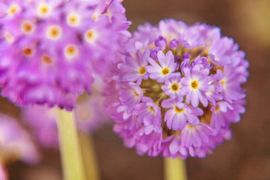 Mor çiçekli çuha çiçeği Primula. İlham verici doğal çiçek bahar ya da yaz çiçek Bahçe veya park yumuşak güneş ışığı ve bulanık bokeh arka plan altında. Renkli çiçek açan ekoloji doğa manzara