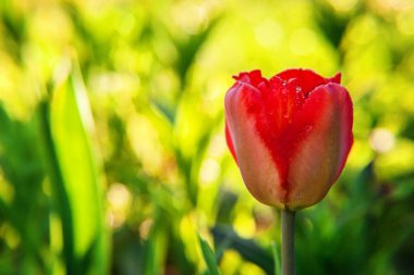Çiçek tomurcukları için çiçek kırmızı lale Başlat. İlham verici doğal çiçek bahar ya da yaz çiçek Bahçe veya park yumuşak güneş ışığı ve bulanık bokeh arka plan altında. Renkli çiçek açan ekoloji doğa manzara