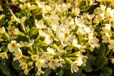 Çuha çiçeği - Primula vulgaris küçük kayalar yaprakları çöp arasında sarı çiçekli bahar bitki veya bahçe Yaz