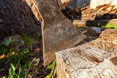 Baltayı güdük bir bıçakla bıçaklanmış. Ahşap sapı ile ax.