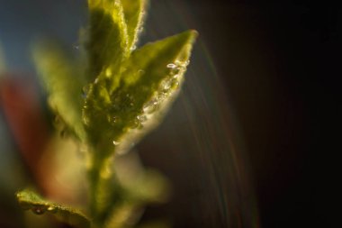 Damla yağmur suyu yeşil yaprakları güneşte parlıyor. İlham verici doğal çiçek bahar ya da yaz bahçe veya park yumuşak güneş ışığı ve bulanık bokeh arka plan altında. Ekoloji taze doğa manzara duvar kağıdı