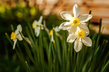 Çiçek açan nergis nergis. Çiçek yatak jonquils bulanık bokeh arka plan ile. İlham verici doğal çiçek bahar ya da yaz çiçek Bahçe veya park. Renkli çiçek açan ekoloji doğa manzara