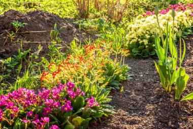 Pembe çiçekli çuha çiçeği Primula. İlham verici doğal çiçek bahar ya da yaz çiçek Bahçe veya park yumuşak güneş ışığı ve bulanık bokeh arka plan altında. Renkli çiçek açan ekoloji doğa manzara