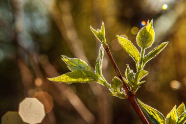Damla yağmur suyu yeşil yaprakları güneşte parlıyor. İlham verici doğal çiçek bahar ya da yaz bahçe veya park yumuşak güneş ışığı ve bulanık bokeh arka plan altında. Ekoloji taze doğa manzara duvar kağıdı