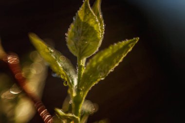 Damla yağmur suyu yeşil yaprakları güneşte parlıyor. İlham verici doğal çiçek bahar ya da yaz bahçe veya park yumuşak güneş ışığı ve bulanık bokeh arka plan altında. Ekoloji taze doğa manzara duvar kağıdı