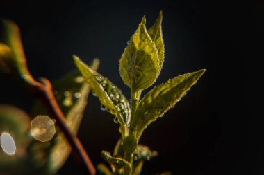 Damla yağmur suyu yeşil yaprakları güneşte parlıyor. İlham verici doğal çiçek bahar ya da yaz bahçe veya park yumuşak güneş ışığı ve bulanık bokeh arka plan altında. Ekoloji taze doğa manzara duvar kağıdı