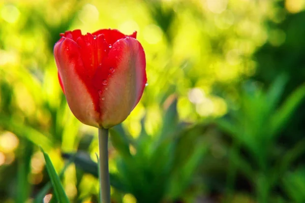 Çiçek Tomurcukları Için Çiçek Kırmızı Lale Başlat Lham Verici Doğal — Stok fotoğraf