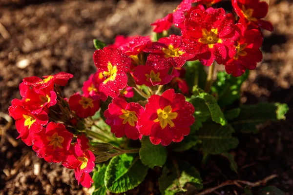 Primrose Primula Red Flowers Inspirational Natural Floral Spring Summer Blooming — Stock Photo, Image