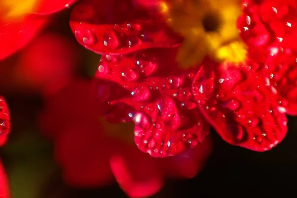 Primrose Primula Con Fiori Rossi Ispirazione Naturale Primavera Floreale Estate — Foto Stock