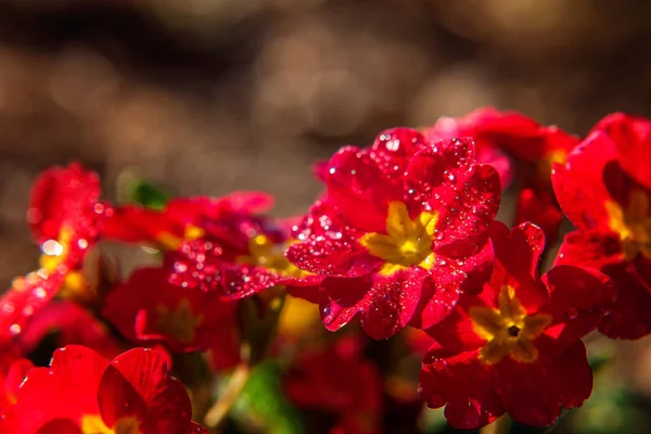 Primula Prímula Com Flores Vermelhas Primavera Floral Natural Inspiradora Verão — Fotografia de Stock
