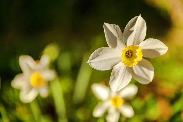 Blommande Narcisser Påskliljor Blomma Säng Jonquils Med Suddiga Bokeh Bakgrund — Stockfoto