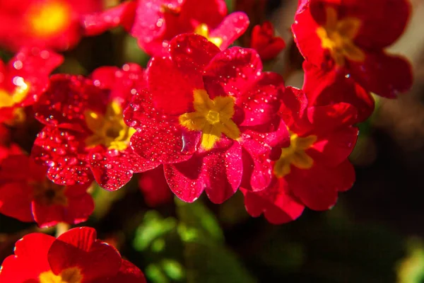 Primula Prímula Com Flores Vermelhas Primavera Floral Natural Inspiradora Verão — Fotografia de Stock