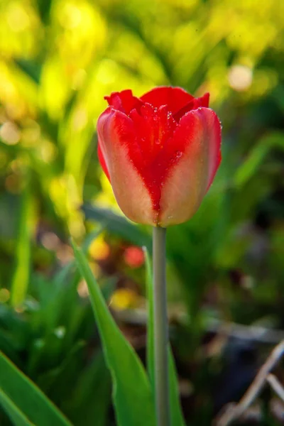 Flower red tulip start to bloom buds. Inspirational natural floral spring or summer blooming garden or park under soft sunlight and blurred bokeh background. Colorful blooming ecology nature landscape