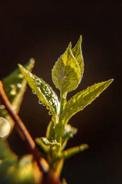 Gotas Agua Lluvia Sobre Hojas Verdes Que Brillan Bajo Sol — Foto de Stock