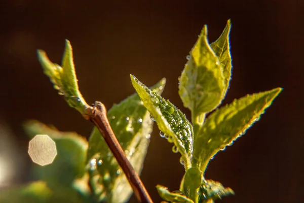 Csepp Eső Víz Zöld Levelek Ragyogó Napsütésben Inspiráló Természetes Virágos — Stock Fotó