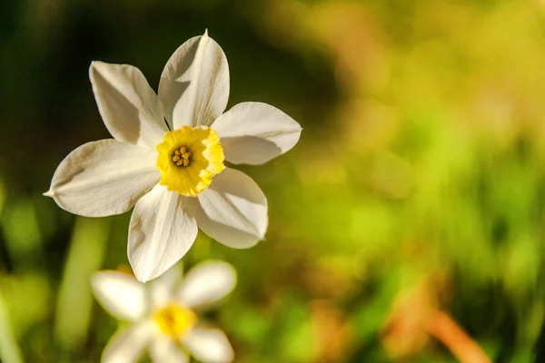 Blommande Narcisser Påskliljor Blomma Säng Jonquils Med Suddiga Bokeh Bakgrund — Stockfoto