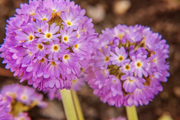 Mor çiçekli çuha çiçeği Primula. İlham verici doğal çiçek bahar ya da yaz çiçek Bahçe veya park yumuşak güneş ışığı ve bulanık bokeh arka plan altında. Renkli çiçek açan ekoloji doğa manzara