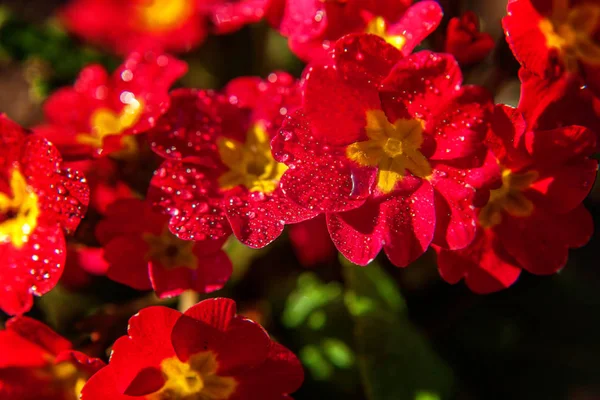 Primrose Primula Med Röda Blommor Inspirerande Naturliga Blommor Våren Eller — Stockfoto