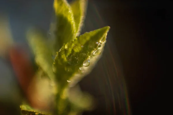 Gotas Agua Lluvia Sobre Hojas Verdes Que Brillan Bajo Sol — Foto de Stock