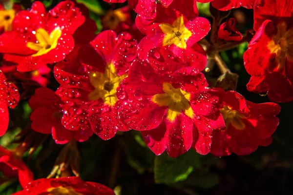 Primrose Primula Красными Цветами Вдохновляющая Натуральная Цветочная Весна Летний Цветущий — стоковое фото