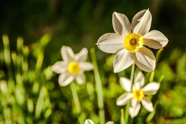 Blommande Narcisser Påskliljor Blomma Säng Jonquils Med Suddiga Bokeh Bakgrund — Stockfoto