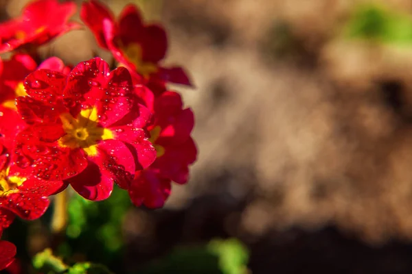 Primrose Primula Met Rode Bloemen Inspirerende Natuurlijke Floral Lente Zomer — Stockfoto