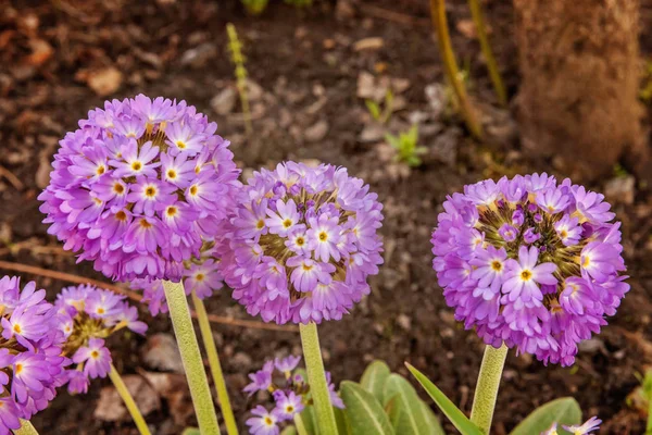 Primrose Primula Violet Flowers Inspirational Natural Floral Spring Summer Blooming — Stock Photo, Image