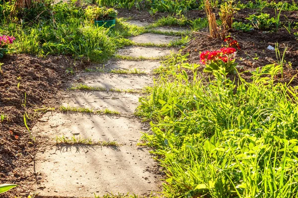 Pembe Çiçekli Çuha Çiçeği Primula Lham Verici Doğal Çiçek Bahar — Stok fotoğraf