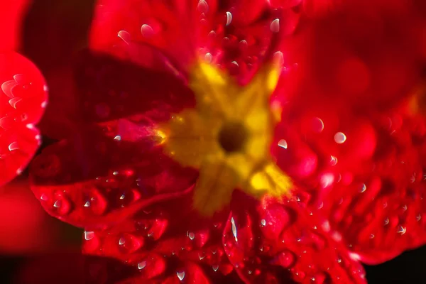 Primrose Primula Con Fiori Rossi Ispirazione Naturale Primavera Floreale Estate — Foto Stock