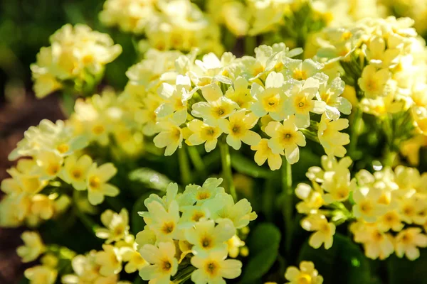 Primrose Primula Con Flores Amarillas Jardín Parque Primavera Verano Floral —  Fotos de Stock