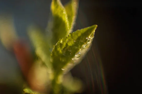 Gotas Agua Lluvia Sobre Hojas Verdes Que Brillan Bajo Sol — Foto de Stock